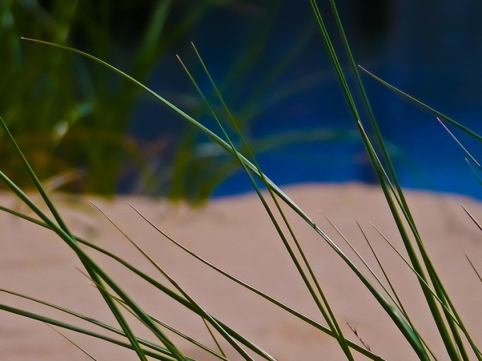 1 - Michigan City Dune Grass by Steve A Johnson