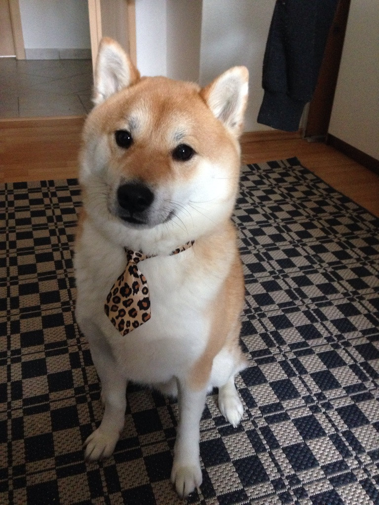 business-doge-meme