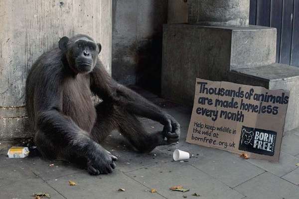 homeless-animals-ad-campaign