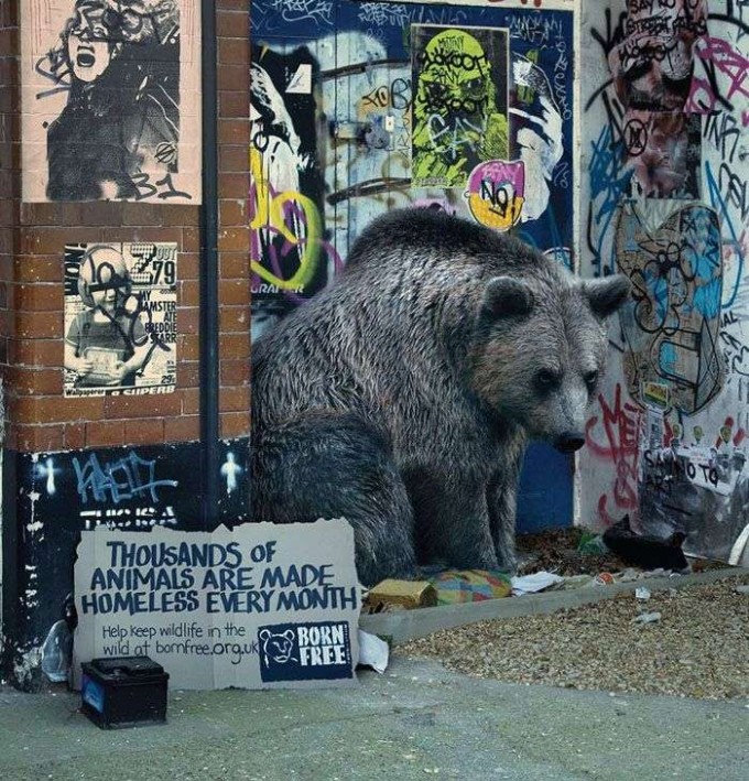 homeless-bear-conservation-wildlife-campaign-tips