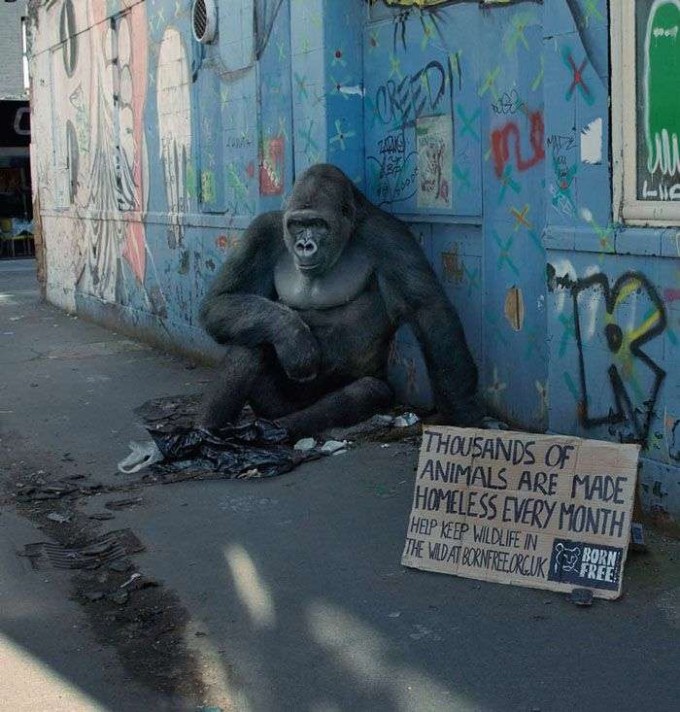 homeless-gorilla-ad-campaign