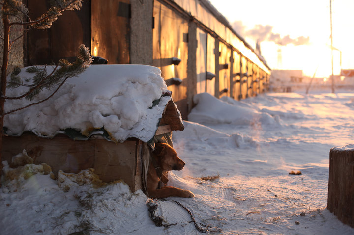 Chained dog looking restful in -47c.