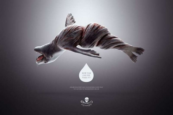 wringed-ocean-seal-conservation-campaign